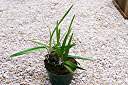 Anegada Orchid in Houston