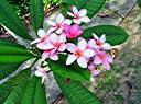 Plumeria at the Tamarind Club