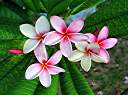 Plumeria at the Tamarind Club