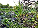 Wild frangipani being eaten by worms