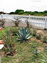 Cactus at the Anegada Botanical Garden