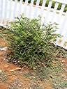 Interesting plant at the Anegada Botanical Garden