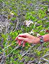 Wild Anegada orchids