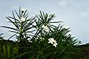 Anegada Frangipani