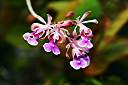 Anegada orchid