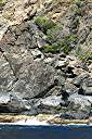 Frangipani growing from the rocks on east side of Black Bluff, Cooper Island.