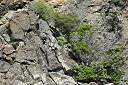 Frangipani growing from the rocks on east side of Black Bluff, Cooper Island.