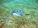 Stingray