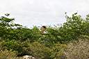Gathering frangipani seed pods