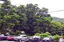 Mango tree, Sea Cow's Bay, Tortola.