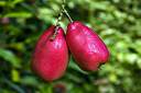 J. R. O'Neal Botanical Garden
Ackee fruit