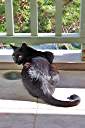 "Captain Jack", our Long Bay cat.