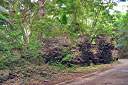 Ruins of Brewer's Bay distillery.