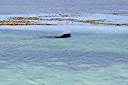 We were fishing on Anegada when we spotted something strange - a sea lion. This is the first sea lion ever seen in the BVI.