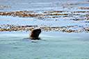 We were fishing on Anegada when we spotted something strange - a sea lion. This is the first sea lion ever seen in the BVI.
