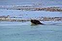 We made stupid "Ark! Ark!" sounds - and the sea lion came closer.