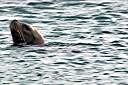 The sea lion waiting for his hind.