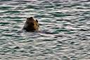 The sea lion waiting for his hind.