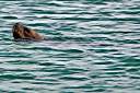 The sea lion waiting for his hind.