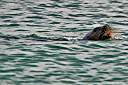 The sea lion with another hind.