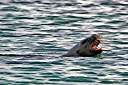 The sea lion with another hind.