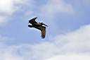 Thanks the the Pelican Patrol, the skies are safe at Cow Wreck.
