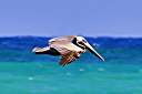 Pelican at Cow Wreck Beach.