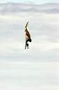 Pelican in the dive.