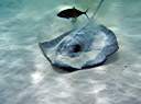 Sting ray in front of Hidden Treasure.