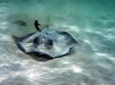 Sting ray in front of Hidden Treasure.