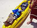 Kayak load of conch for dinner.