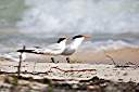 Gulls taking a break.