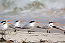 Gulls taking a break.