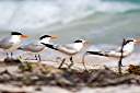 Gulls taking a break.
