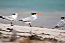 Gulls taking a break.