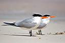 Gulls taking a break.