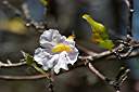Anegada wildflower.