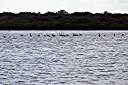 Flamingos on Red Pond.