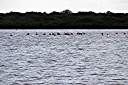 Flamingos on Red Pond.