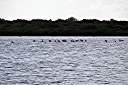 Flamingos on Red Pond.