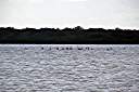 Flamingos on Red Pond.