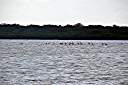 Flamingos on Red Pond.