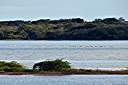 Flamingos on Red Pond.