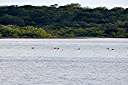 Flamingos on Red Pond.