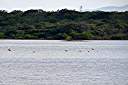 Flamingos on Red Pond.
