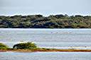 Flamingos on Red Pond.