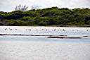 Flamingos on Red Pond.