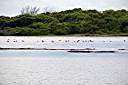 Flamingos on Red Pond.