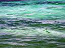 Tarpon.