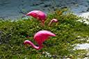 Wild flamingos.